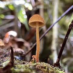 Phaeomarasmius