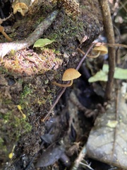 Phaeomarasmius