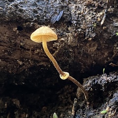 Pholiotina gracilenta