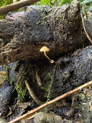 Pholiotina gracilenta
