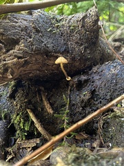 Pholiotina gracilenta