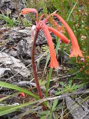 Cyrtanthus angustifolius