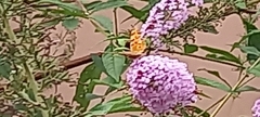Nymphalidae