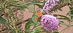 Nymphalidae