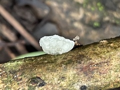 Campanella junghuhnii