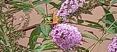Nymphalidae