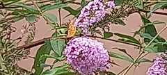 Nymphalidae