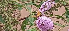 Nymphalidae