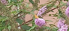 Nymphalidae