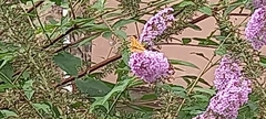 Nymphalidae