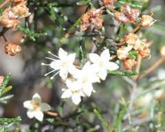 Phebalium filifolium