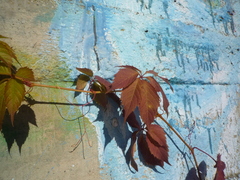 Parthenocissus inserta