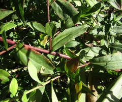 Symphyotrichum novi-belgii