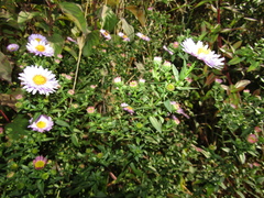 Symphyotrichum novi-belgii
