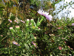 Symphyotrichum novi-belgii
