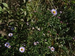 Symphyotrichum novi-belgii