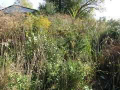 Symphyotrichum novi-belgii