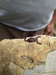 Euscorpius tergestinus