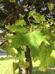 Acer platanoides