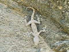 Ptyodactylus dhofarensis