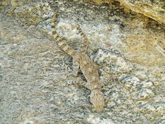 Ptyodactylus dhofarensis