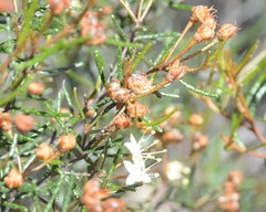 Phebalium filifolium