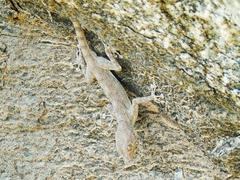Ptyodactylus dhofarensis