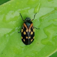 Isozulia christenseni