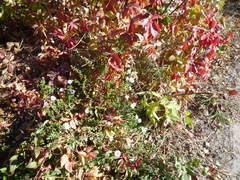 Symphyotrichum novi-belgii