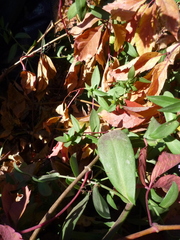 Symphyotrichum novi-belgii