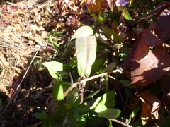 Symphyotrichum novi-belgii