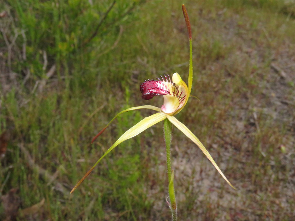 swamp spider orchid