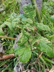 Heracleum sphondylium