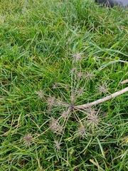 Heracleum sphondylium