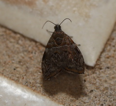 Choreutis melanopepla