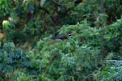 Arremon flavirostris