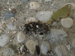 Athene noctua