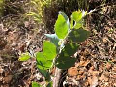 Acacia podalyriifolia