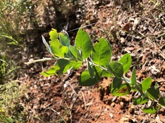 Acacia podalyriifolia