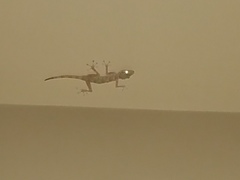 Ptyodactylus hasselquistii