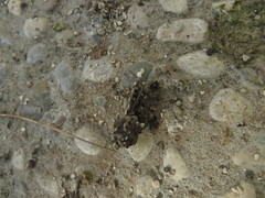 Athene noctua