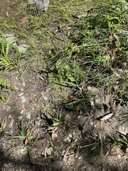 Lobelia quadrangularis