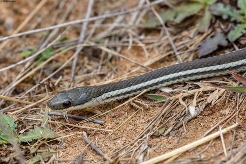 Lateral Water Snake
