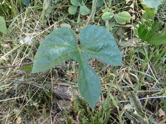 Ipomoea indica