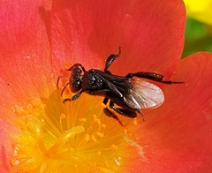 Tetragonilla collina