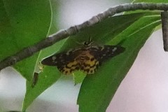 Dysphania bivexillata