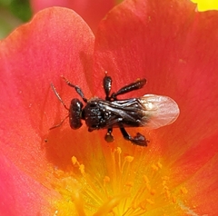 Tetragonilla collina