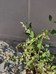 Chenopodium album