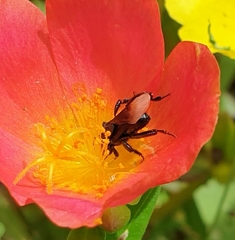 Tetragonilla collina