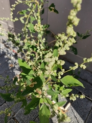 Chenopodium album